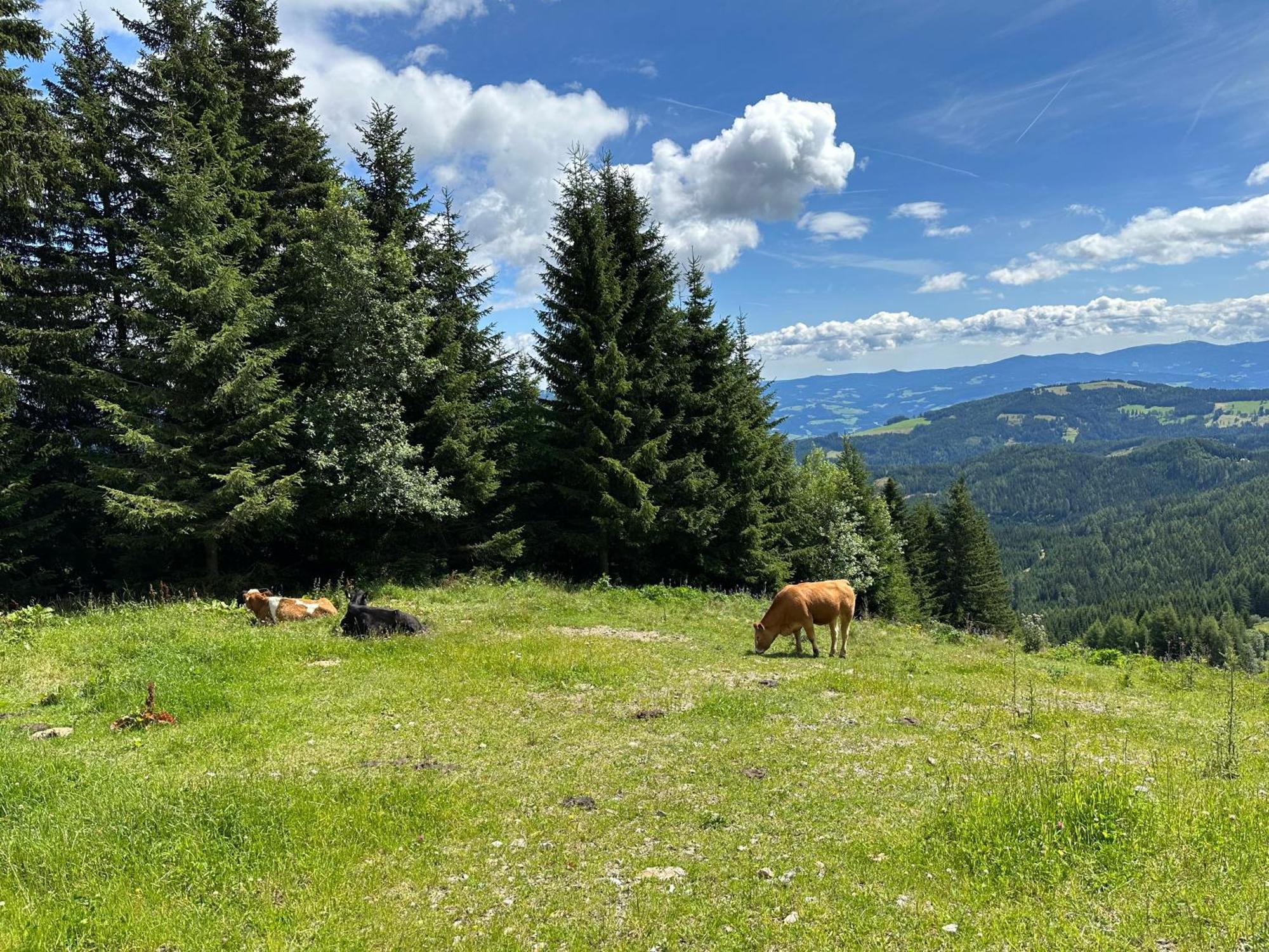 Berglisl - Direkt An Der Schipiste! Neue Ferienwohnung Mit Sauna Klippitztorl Esterno foto